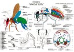Lehrtafel "Anatomie der Honigbiene"
